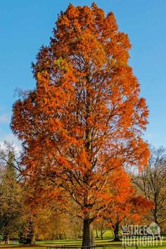 an orange tree in the middle of a grassy field with trees around it and blue sky above