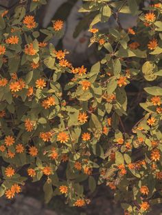 an orange flowered plant with green leaves