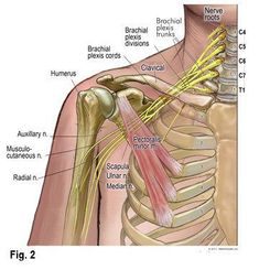 Punkty Spustowe, Thoracic Outlet, Shoulder Anatomy, Anatomy Medical, Medical Massage, Human Body Anatomy