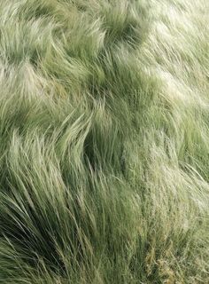 green grass blowing in the wind on a sunny day