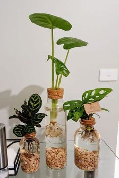 Easy Way to Grow an Indoor Water Garden with Kmart Items Plant Clippings In Water, Home Plants Indoor, Plants Hacks, Organic Eating, Casita Ideas, Water Plants Indoor, Plants Grown In Water, Tanaman Air, Balcony Gardens