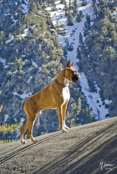 a brown and white dog standing on top of a mountain