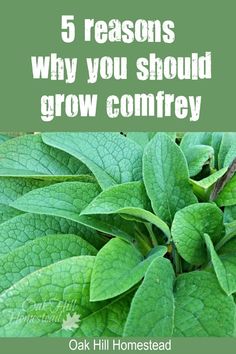 green leaves with text that reads 5 reasons why you should grow composty on it