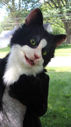 a black and white cat with green eyes is wearing a costume that looks like it's smiling