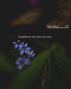 blue flowers with the words into soul 535