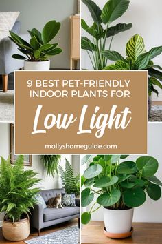 the best indoor plants for low light houseplants and potted plants that are easy to care for