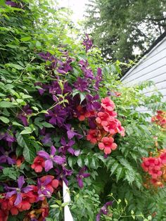 purple and red flowers growing on the side of a house