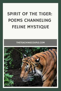 a tiger with the title spirit of the tiger poem channeling feline mystice