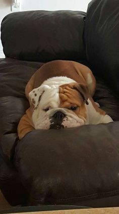 a brown and white dog laying on top of a couch