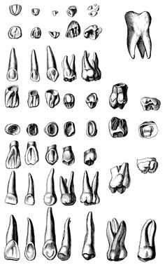 an image of different types of feet and toes in black ink on white paper stock illustration