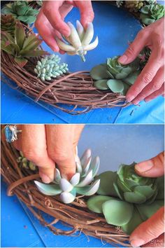 two photos of hands arranging succulents in a wreath