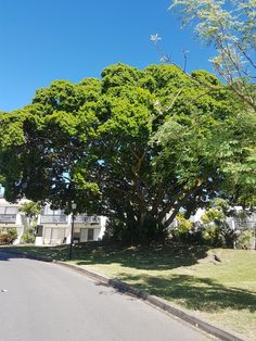 a large green tree sitting on the side of a road