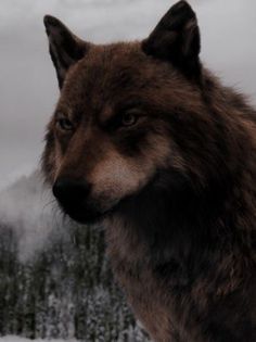 a brown wolf standing in the snow with mountains in the background