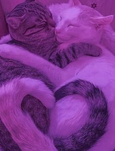 two cats are curled up in a purple bed