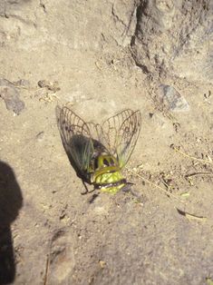 a green and black insect sitting on the ground