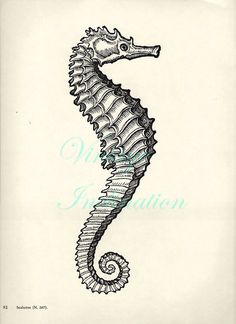 a black and white drawing of a sea horse