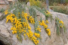 yellow flowers growing on the side of a large rock in front of a road sign