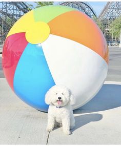 a small white dog standing in front of a large beach ball