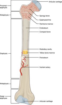 the structure of a long bone and its major bones, labeled in red on a white background