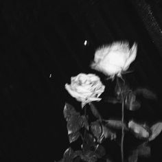 a black and white photo of a rose in the dark with light coming through it