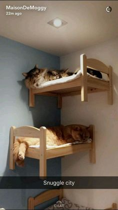 two cats sleeping on top of bunk beds