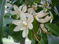 Michelia Macclurei Rare Magnolia Tree 8/100 Seeds Flower Pedals, Northern Vietnam, Magnolia Tree, Face Mold, Magnolia Trees, Spicy Fragrance, Evergreen Trees, Tree Leaves, Fast Growing