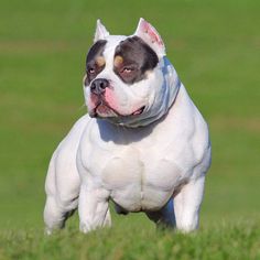 a white and brown dog standing on top of a lush green field