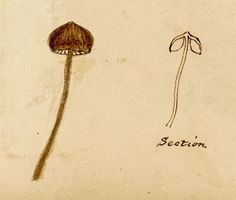 a drawing of a mushroom with the word section on it's side and an image of a flower in the middle