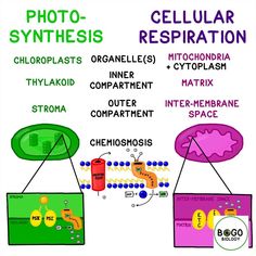 an image of cell membranes and cellular respirationation in the diagram below it