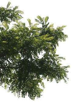 the top of a tree with lots of green leaves