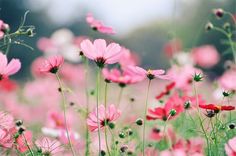 pink flowers are blooming in the field