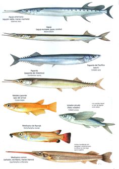 an image of different types of fish