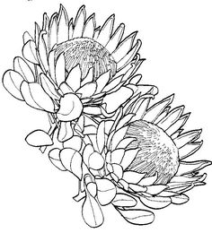 two flowers are shown in this black and white drawing