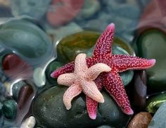 a pink starfish sitting on top of some rocks