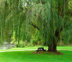 a park bench under a large tree in the middle of a grassy area next to a river