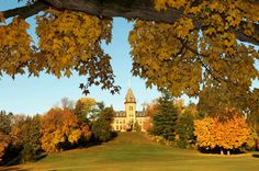 a large tree with yellow leaves in front of a building on top of a hill