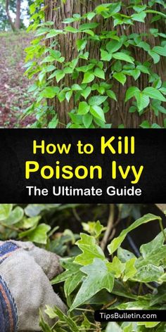 the ultimate guide to how to kill a poison ivy in your garden or yard