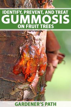 a tree with gum moss on it and the words identity, prevent, and treat gummosis on fruit trees