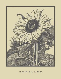 a black and white drawing of a sunflower