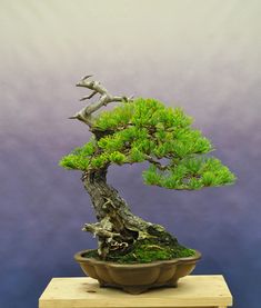 a bonsai tree in a pot on a table