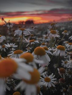 the sun is setting over a field of daisies