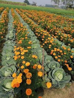 a field full of orange and yellow flowers