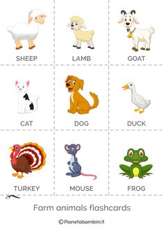 an animal flashcard with pictures of different animals