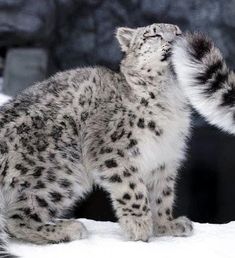 a snow leopard is standing in the snow and looking up at it's surroundings