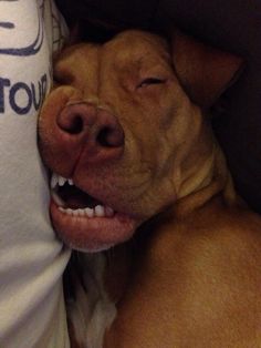 a brown dog laying on top of a bed next to a pillow