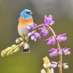 a blue and orange bird sitting on top of a purple flower