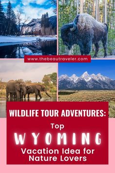 wild life tour adventures top wyoming vacation idea for nature lovers