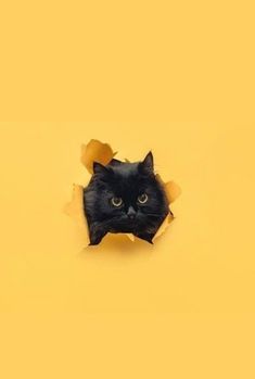 a black cat looking through a hole in the wall