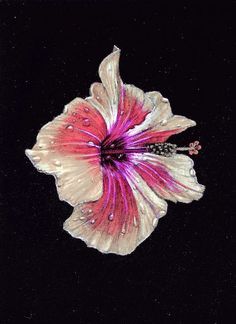 a pink and white flower with drops of water on it's petals, against a black background