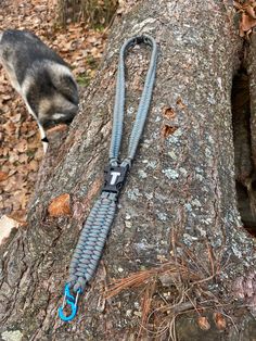 a cat climbing up the side of a tree with a blue leash attached to it